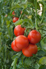 growth tomato