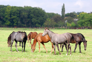Obraz premium herd of horses in pasture