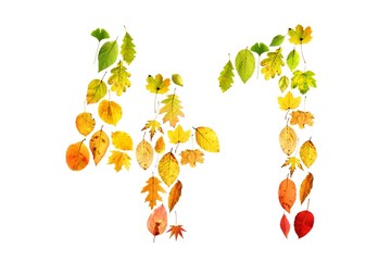 foliage 41