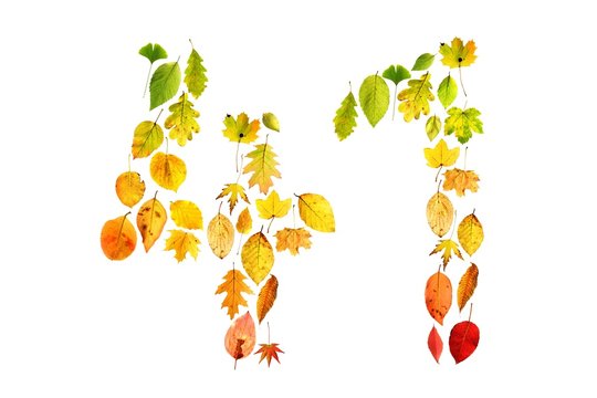 foliage 41