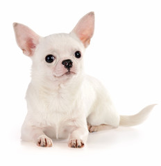 Obraz premium Chihuahua