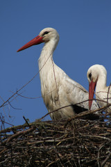 Weißstörche im Nest
