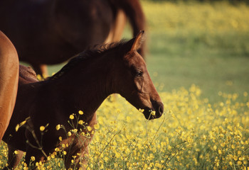 Foal in Field of Buttercups
