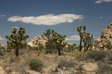 A view of Joshua Tree National Park