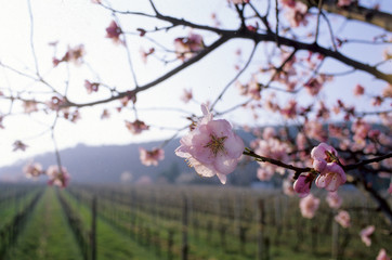 cherry blossoms with a vineyard in the background