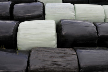 Silage bales wrapped in plastic