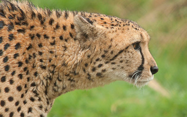 alert cheetah 7275