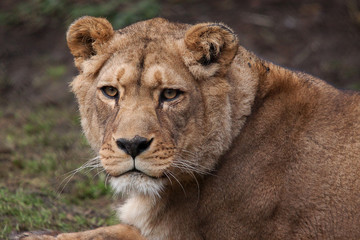 lioness portrait 6654