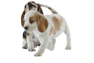 le chiot beagle donne un coup de queue à son congénère
