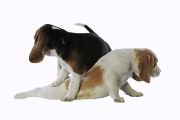 croisement dangereux pour deux chiots beagle