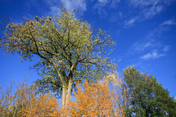 Fototapeta premium autunno