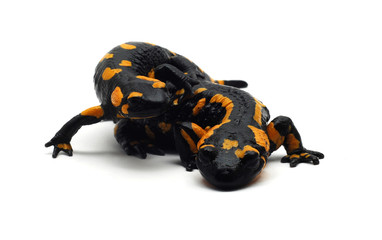 salamander