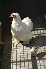 Poule et poussins © LEGOS7365