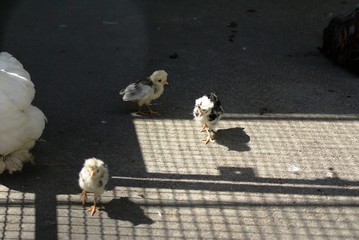 Poussins © LEGOS7365