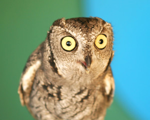 A Screech Owl with Big Yellow Eyes Against Green and Blue