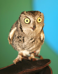 A Screech Owl with Big Yellow Eyes on a Falconer's Glove