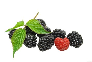 blackberries and raspberry with leaf