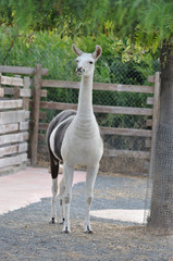 llama (mamifro rumiante) america © leymi3604