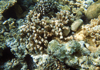 Fototapeta na wymiar coral coast