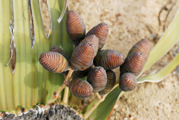 Welwitschia mirabilis, (weiblich)