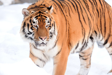Fototapeta na wymiar tygrys na śniegu