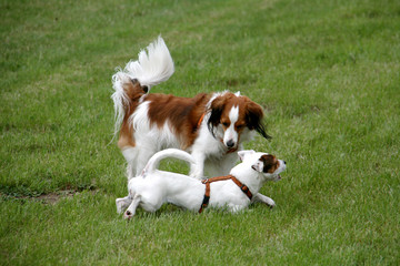 Koikerhund und Jack Russel Terrier spielen zusammen