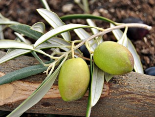 Aceitunas verdes