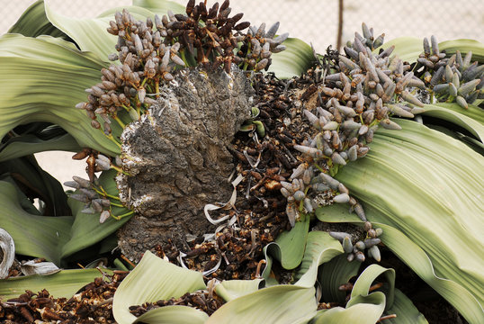 Welwitschia mirabilis, (weiblich)