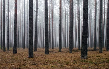Wandcirkels aluminium calm, quiet, foggy, autumn wood for your design © Buriy