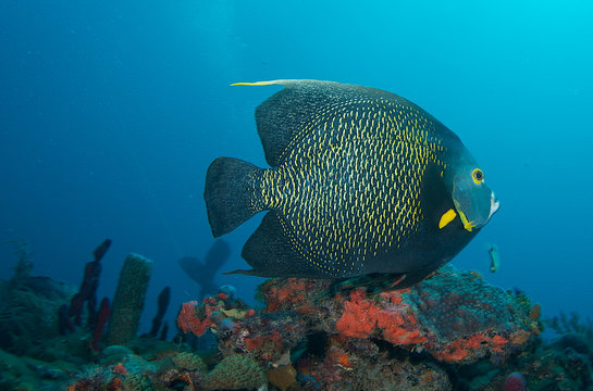 French Angelfish