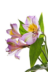 Fototapeta na wymiar Alstroemeria lily isolated