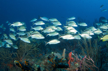 FIsh Aggregation, picture taken in Palm Beach County Florida