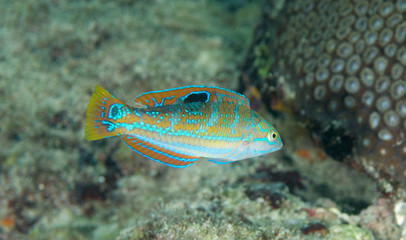 Juvenile Puddingwife-Halichoeres radiatus