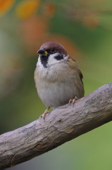 スズメのアップ