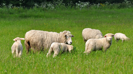 Obraz premium sheeps and lambs