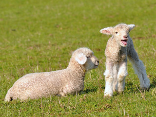 two cute lambs