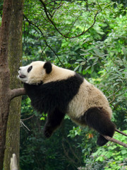panda géant
