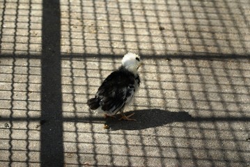 Poussin © LEGOS7365