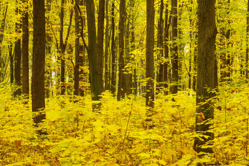 Obraz premium autumn forest