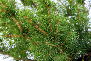 branches of the fir tree close-up