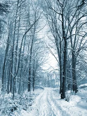 Foto auf Leinwand Winter road to wood. The trees covered with snow © motorolka