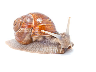 the garden snail in front of white background