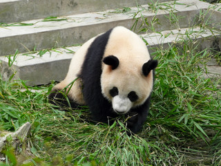 Fototapeta premium panda géant