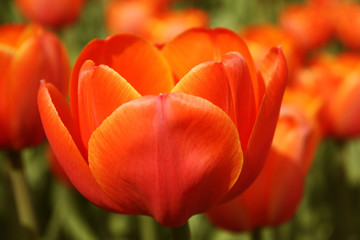 Fototapeta premium Red tulip