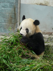Fototapeta premium Panda