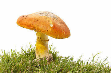 amanita caesarea in the forest