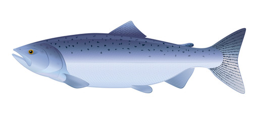 Atlantic Salmon. "Full compatible. Created with gradients."