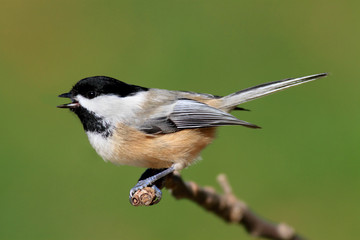 Chickadee on a Branch
