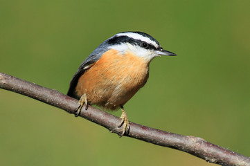 Obraz premium Red-breasted Nuthatch On A Perch