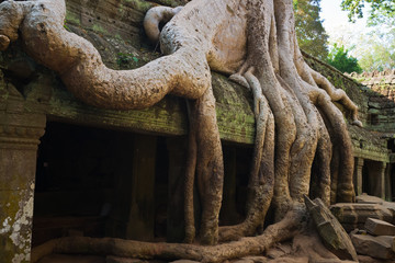 Mystical Ta Prohm